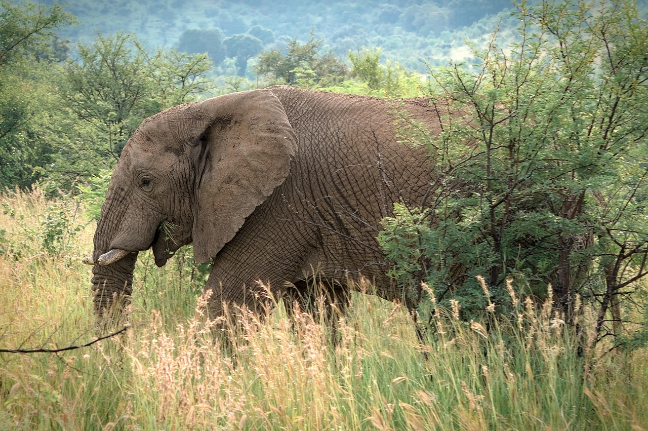 Unlocking the Wonders of African Safaris with Vivian McCarthy