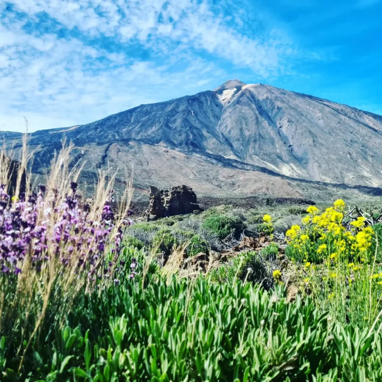 Mount Teide surrounded by spring flowers in Tenerife