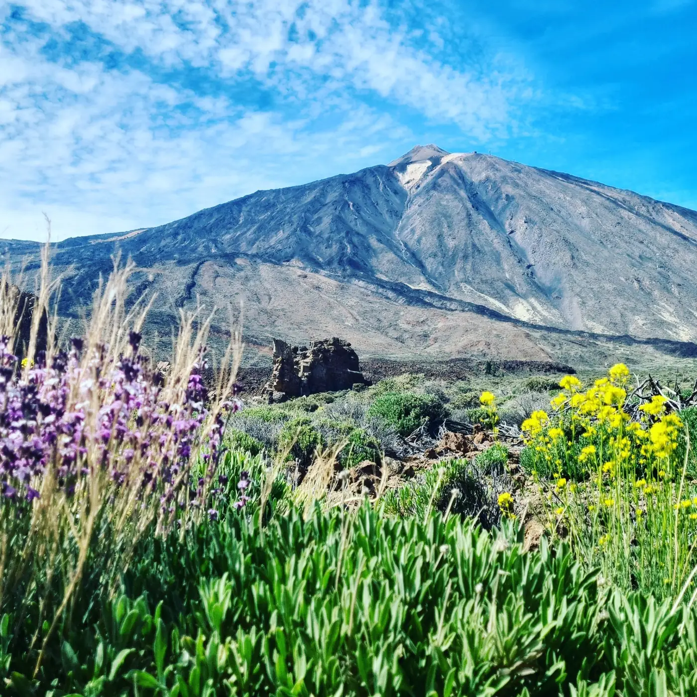 Mount Teide surrounded by spring flowers in Tenerife