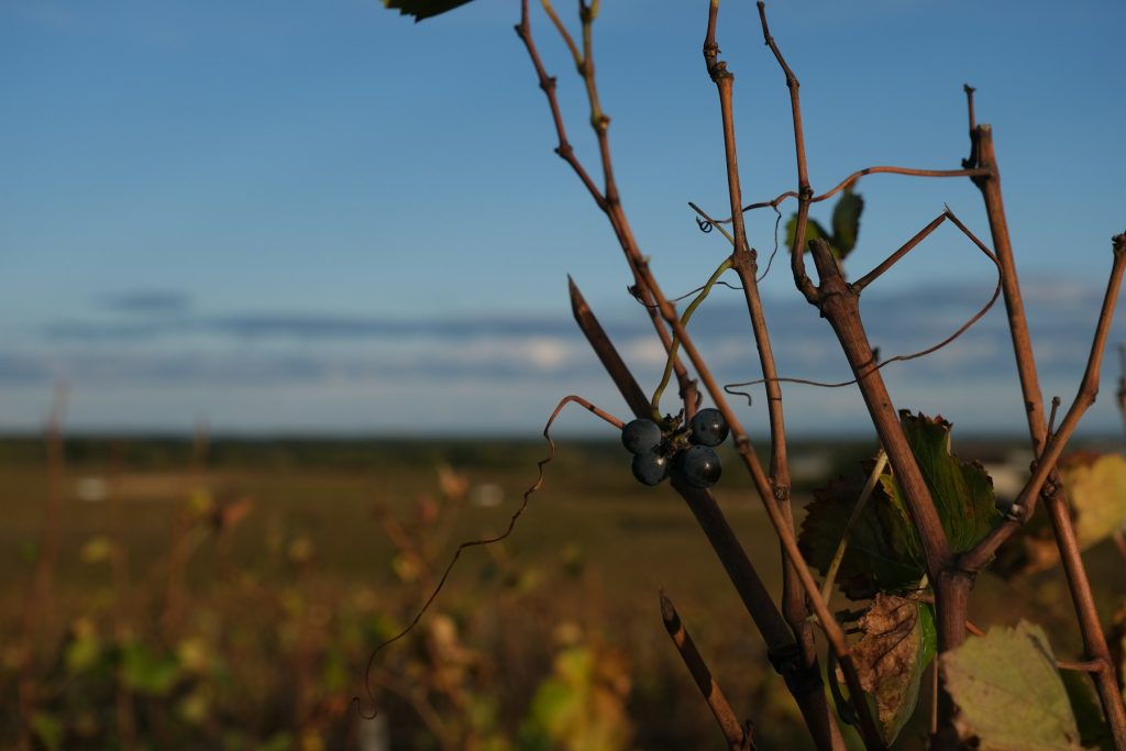 Vineyards at Vosne-Romanée in Burgundy, France