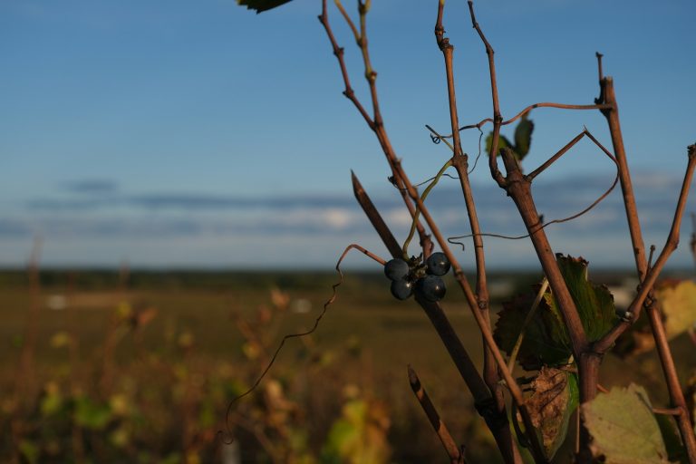 Vineyards at Vosne-Romanée in Burgundy, France