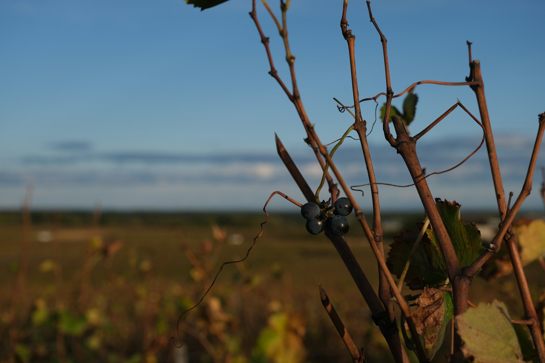 Vineyards at Vosne-Romanée in Burgundy, France