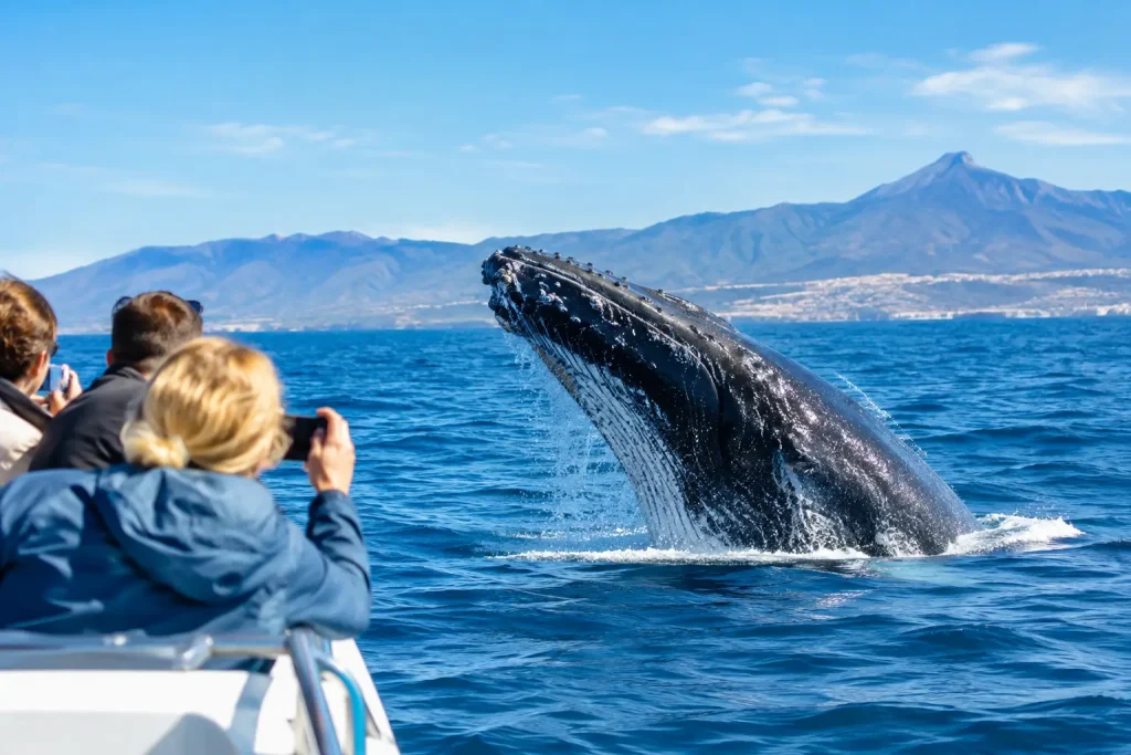 Tenerife Whale Watching Trips: What to Book